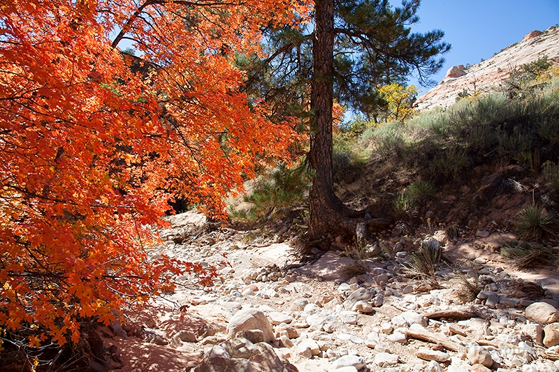 Herbstlicher Zion NP - X